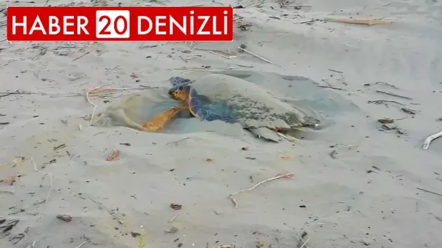 Kaplumbağaların varlığı deniz suyunun temiz olduğunu gösteriyor