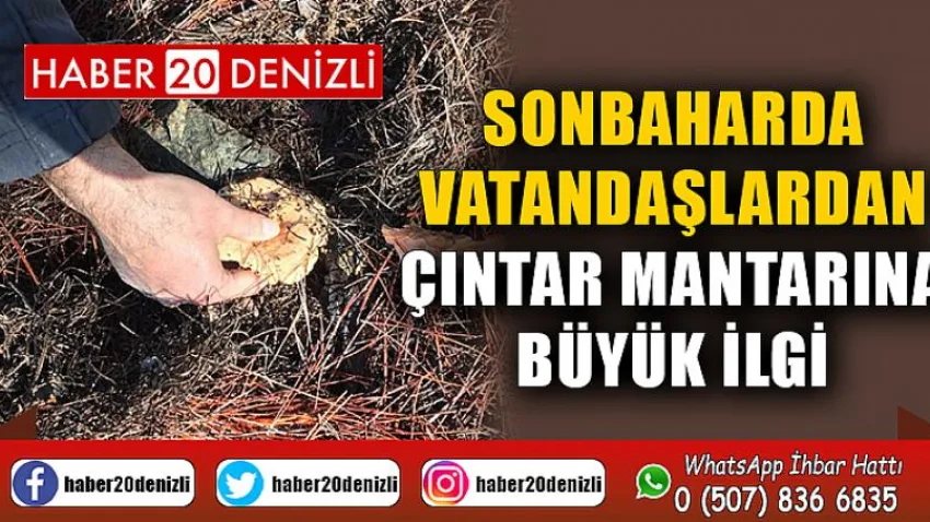 Sonbaharda vatandaşlardan Çıntar mantarına büyük ilgi