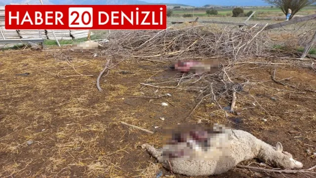 Ahıra giren kurtlar koyunları telef etti