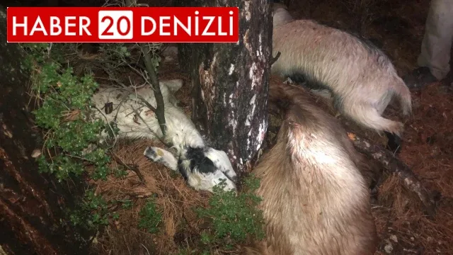 Yıldırım 3 küçükbaş hayvanı telef etti