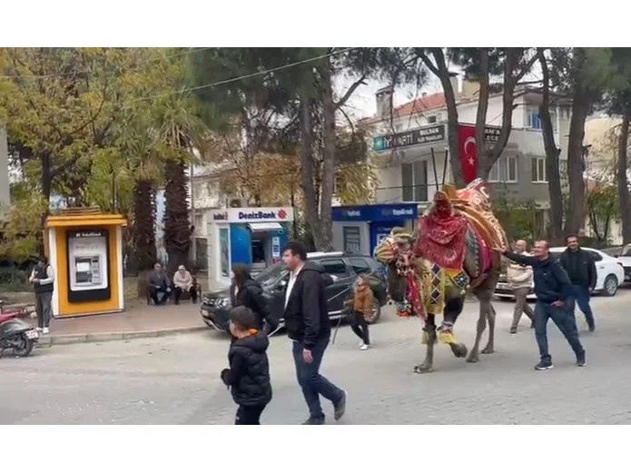 Pehlivan develer havutlandı