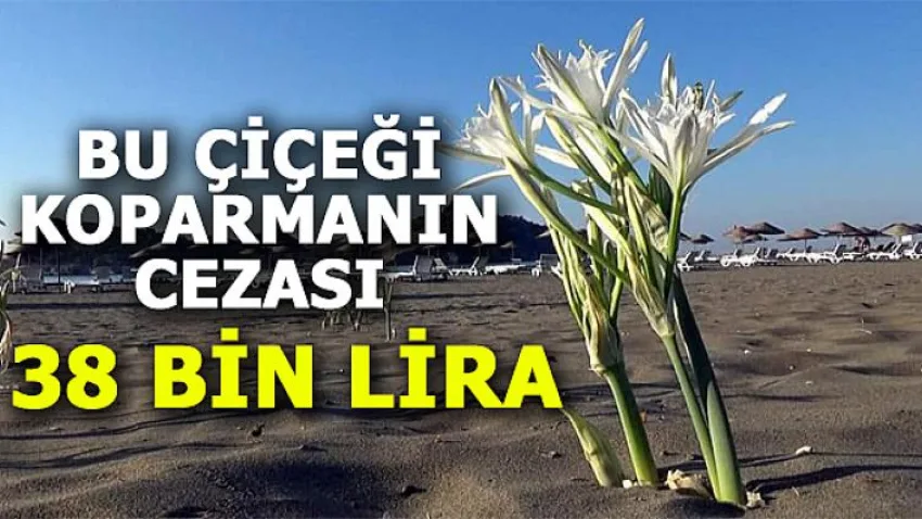 Bu Çiçeği Koparmanın Cezası 38 Bin Lira