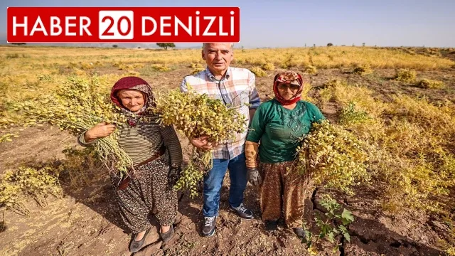 Büyükşehirden çiftçilere 70 ton nohut tohumu desteği