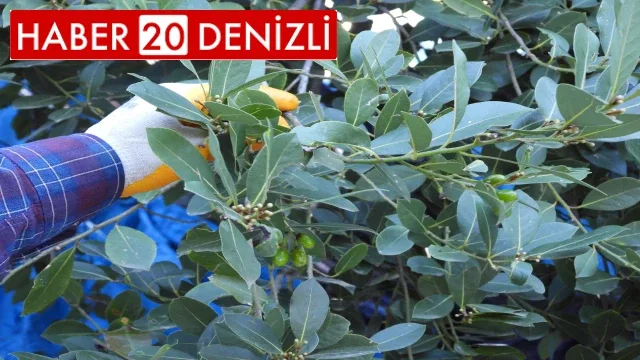 Denizli’nin defne kokusu ABD ve Avrupa restoranlarına yayılıyor