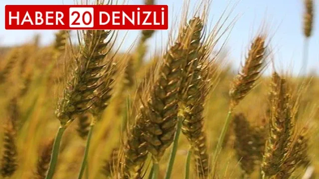 Buğday üreticisi sezondan umduğunu bulamadı