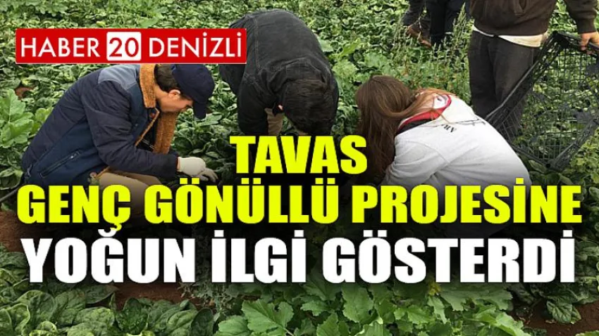 Tavas Genç Gönüllü Projesine Yoğun İlgi Gösterdi
