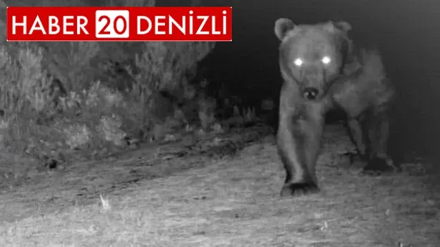 Ayılar ve yaban hayatını izlemek için kurulan fotokapanlar hırsızların hedefi oldu