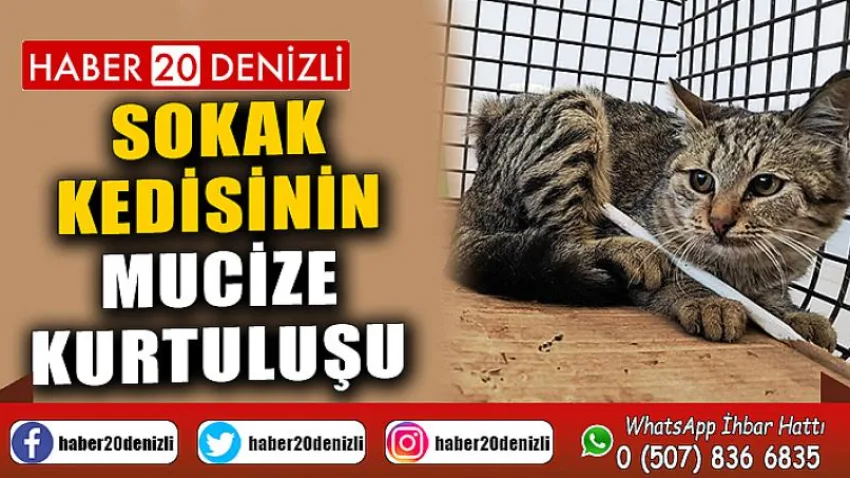 Sokak kedisinin mucize kurtuluşu