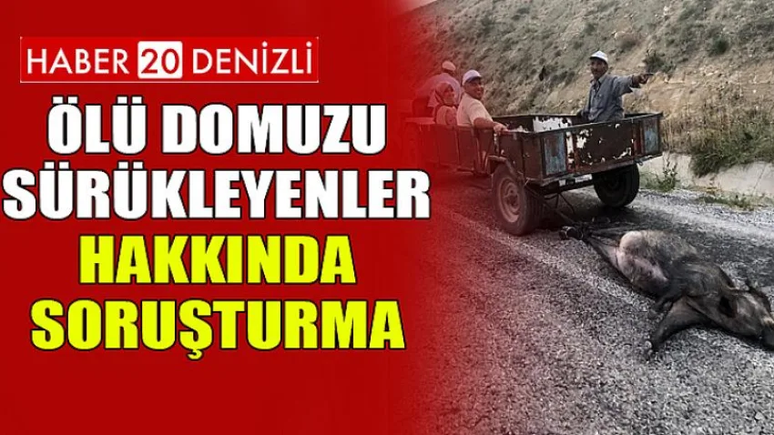 Ölü domuzu sürükleyenler hakkında soruşturma