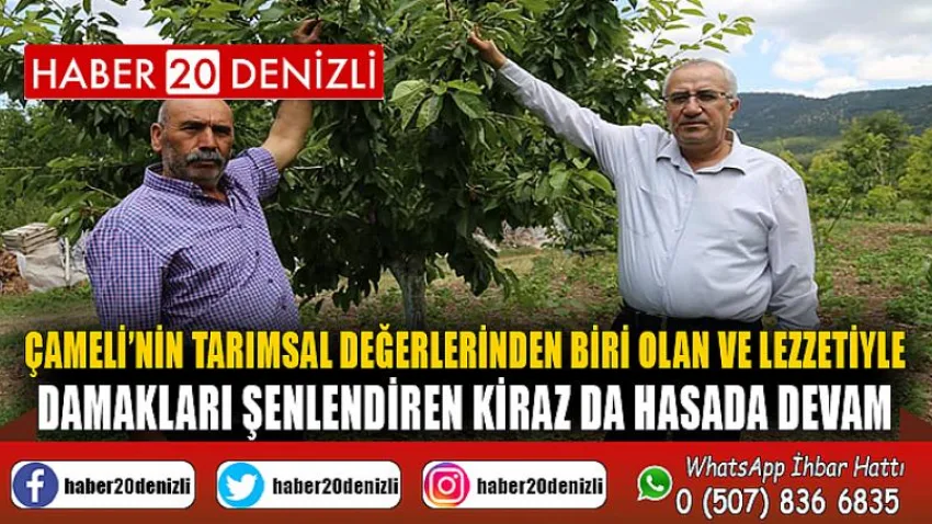 Çameli’nin Tarımsal Değerlerinden Biri Olan ve Lezzetiyle Damakları Şenlendiren Kiraz da Hasada Devam
