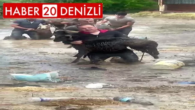 Kimi hayvanını kimi iş yerini kurtarmak için sele karşı durdu