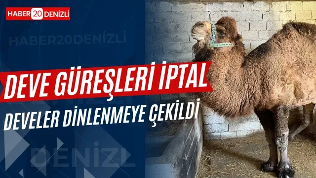 Deve güreşleri iptal edilecek
