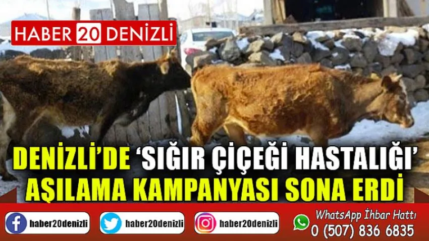 Denizli’de ‘sığır çiçeği hastalığı’ aşılama kampanyası sona erdi