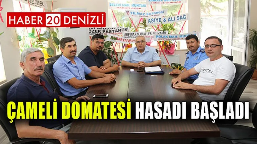 Çameli Domatesi Hasadı Başladı