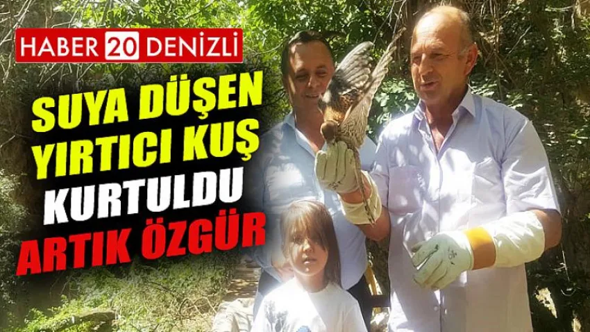 Suya Düşen Yırtıcı Kuş Kurtuldu, Artık Özgür