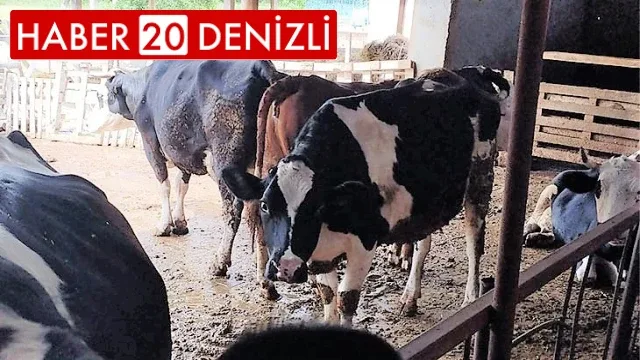 Süt üreticileri artan maliyetler karşısında yem desteği talep etti