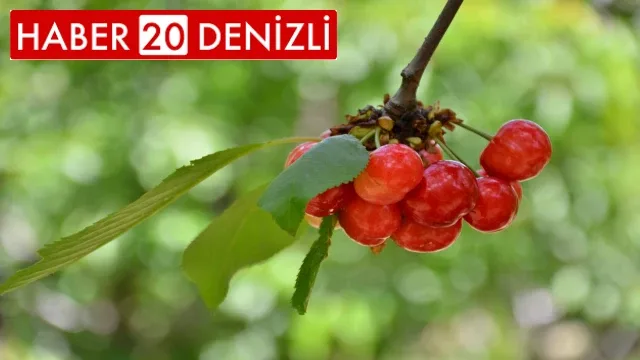 Denizli Honaz’da erkenci kiraz hasadı başladı