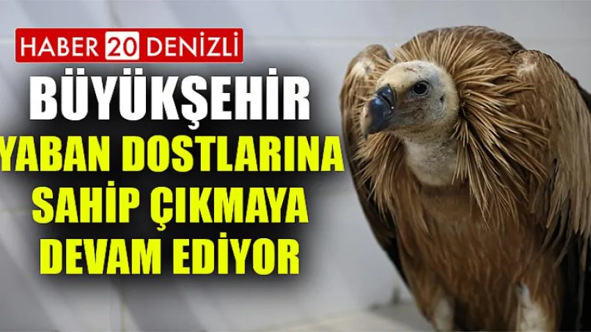 Büyükşehir yaban dostlarına sahip çıkmaya devam ediyor