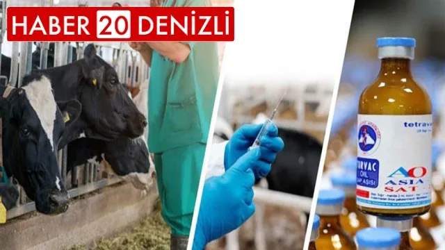 Şap hastalığına karşı aşı dozu bu yıl 3'e yükseltildi