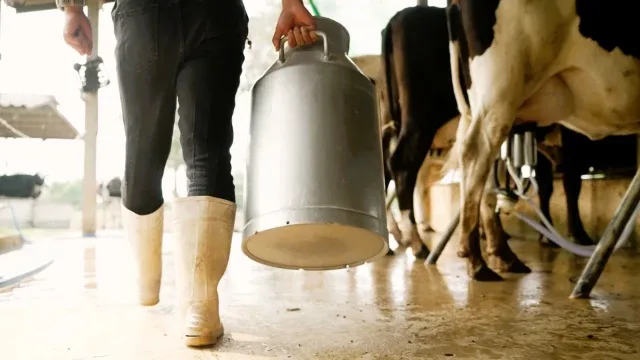 Denizli'de Soğuk Süt Fiyatı 17,55 Tl Olarak Belirlendi.