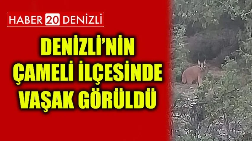 Denizli’nin Çameli İlçesinde Vaşak Görüldü