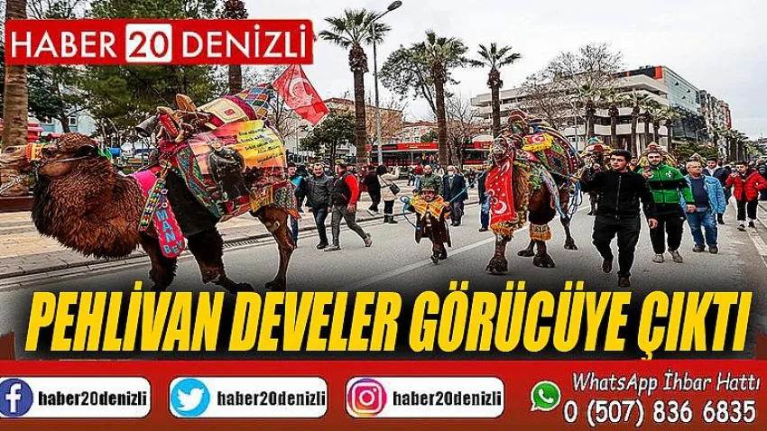 Pehlivan develer görücüye çıktı