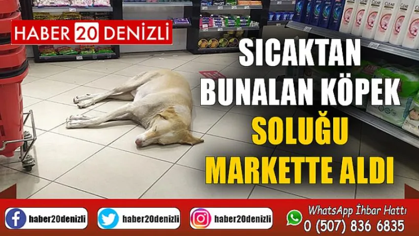 Sıcaktan bunalan köpek soluğu markette aldı