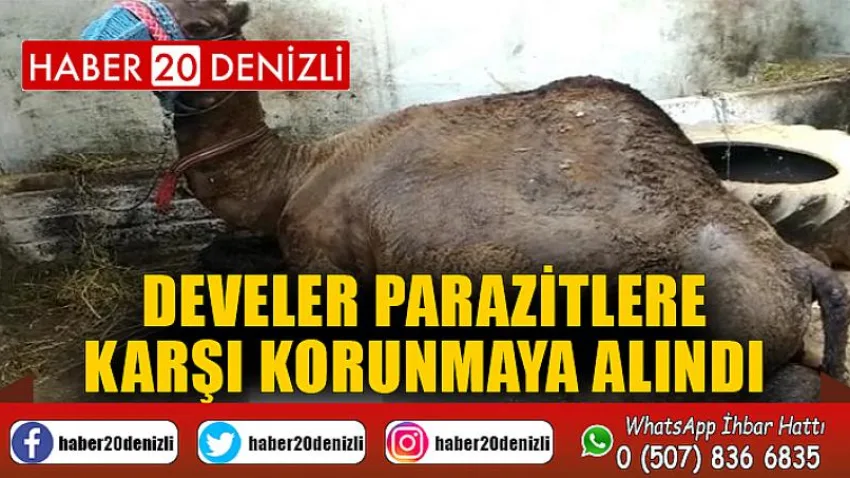 Develer parazitlere karşı korunmaya alındı