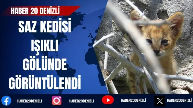 Nesli tehlike altındaki saz kedisi Işıklı Gölünde görüntülendi