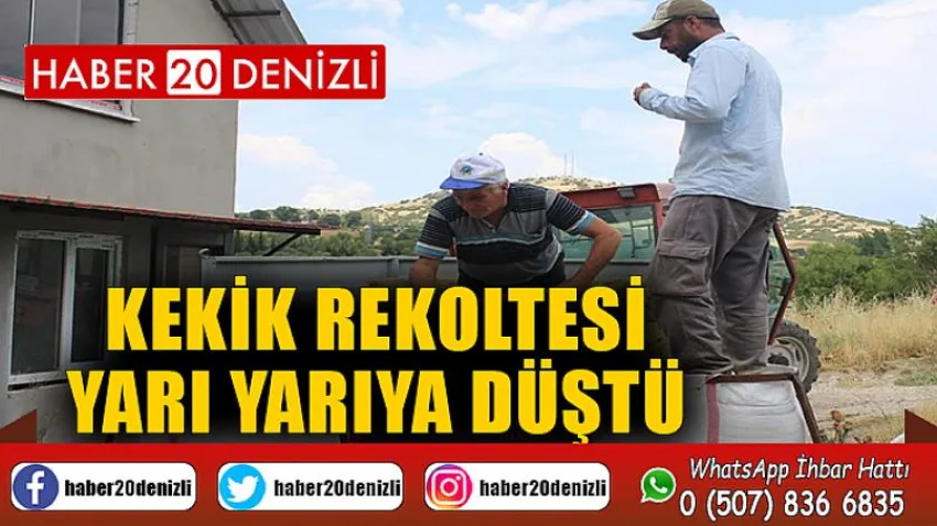 Kekik rekoltesi yarı yarıya düştü