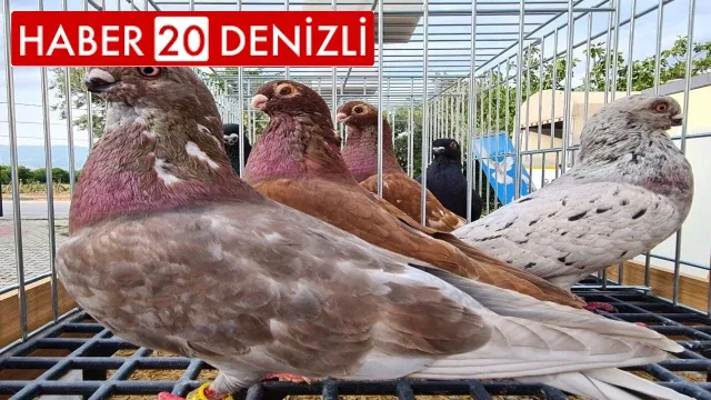 Denizli’ye özgü ‘Tokur’ ırkı güvercinler güzellikleriyle yarıştı