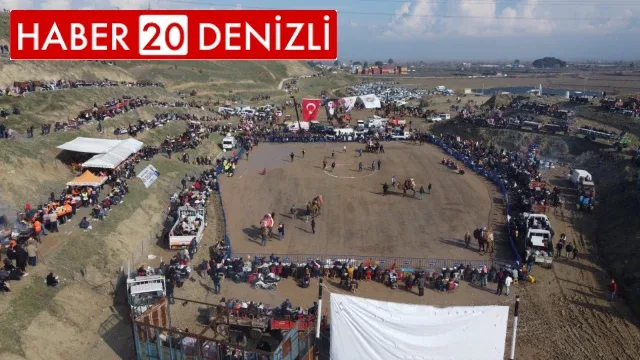 On binler Sarayköy deve güreşlerinde buluştu