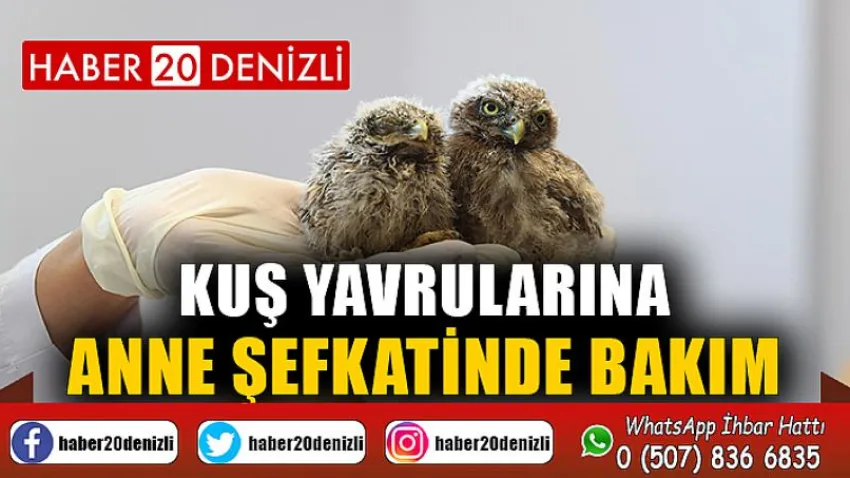Kuş yavrularına anne şefkatinde bakım
