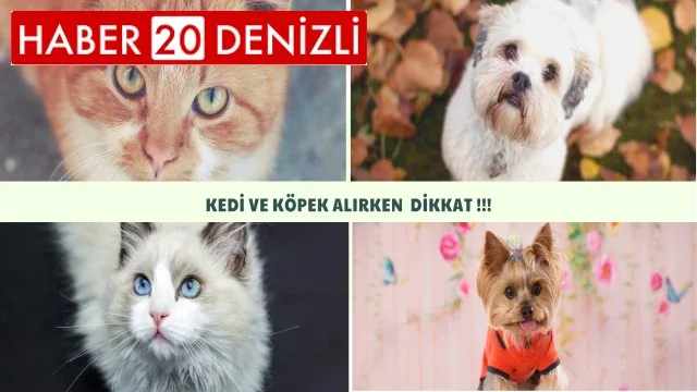 Sosyal medyadan kedi köpek sahibi olmak isteyenlerin mağduriyeti artıyor