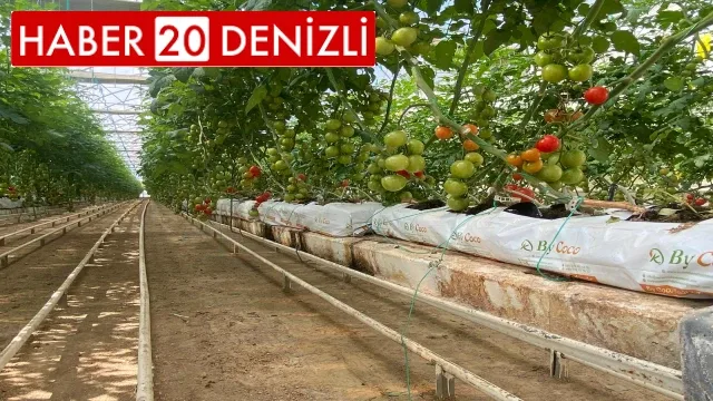 Topraksız serada hasat heyecanı başlıyor