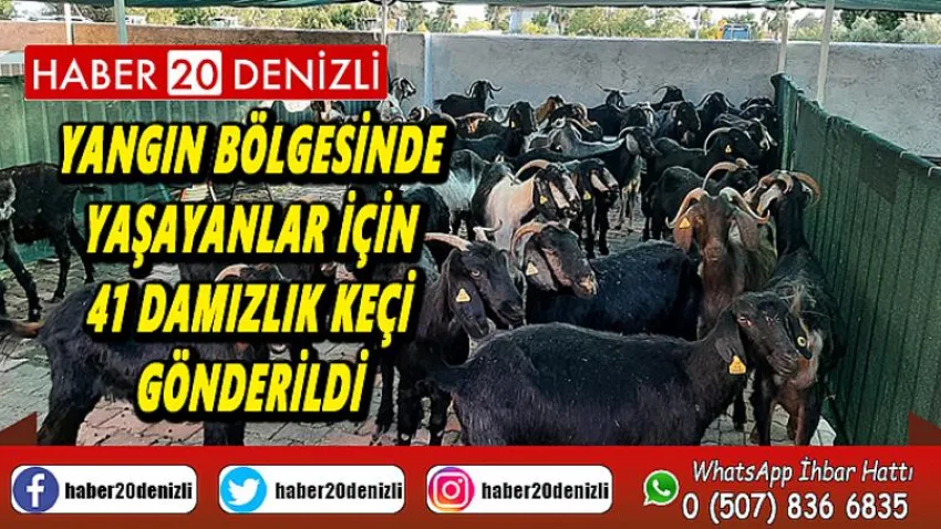 Yangın bölgesinde yaşayanlar için 41 damızlık keçi gönderildi