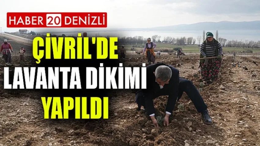 Çivril'de Lavanta Dikimi Yapıldı