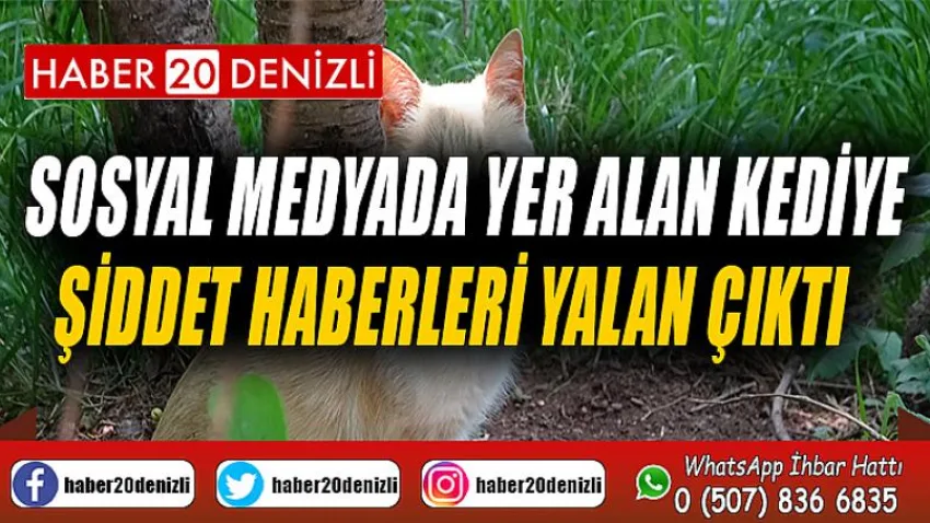 Sosyal medyada yer alan kediye şiddet haberleri yalan çıktı