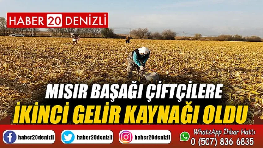 Mısır başağı çiftçilere ikinci gelir kaynağı oldu