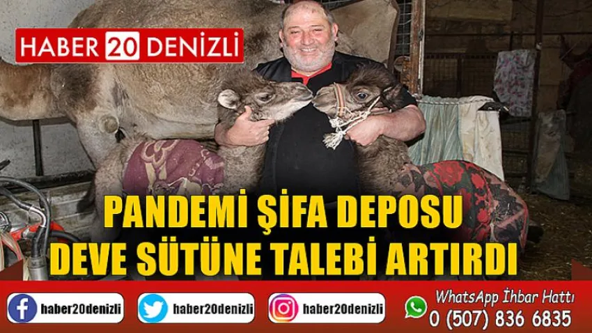 Pandemi şifa deposu deve sütüne talebi artırdı