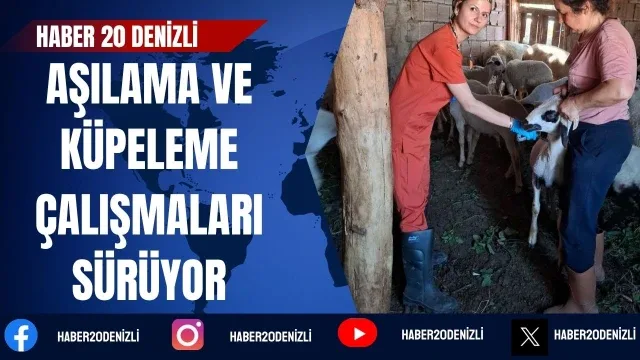 Denizli'de küçükbaş hayvanlara yönelik aşılama ve küpeleme çalışmaları sürüyor