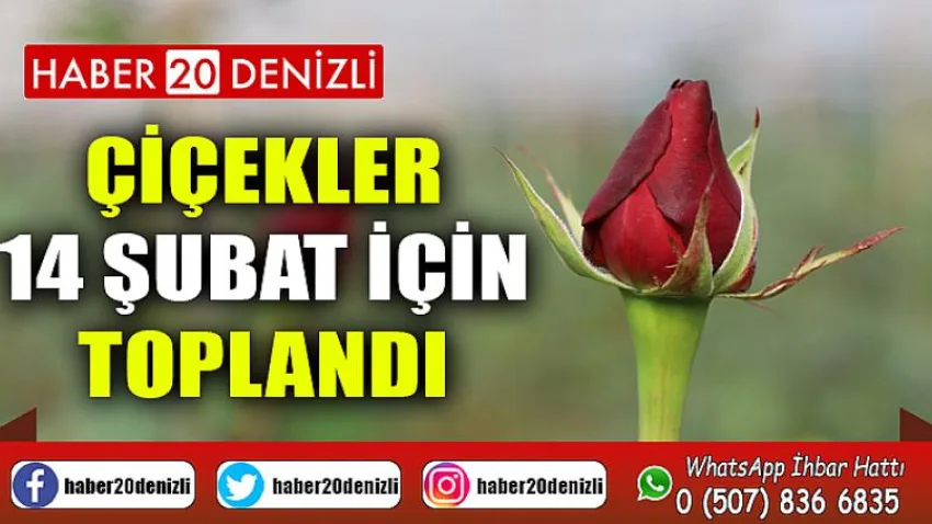 Çiçekler, 14 Şubat için toplandı