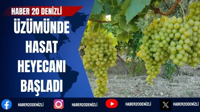 Buldan'da sultaniye üzümünde hasat heyecanı başladı