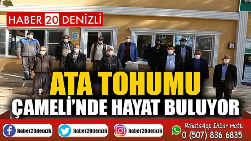 Ata Tohumu Çameli’nde Hayat Buluyor