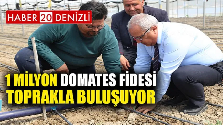 1 Milyon Domates Fidesi Toprakla Buluşuyor