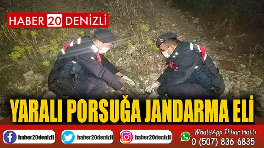 Yaralı porsuğa jandarma eli