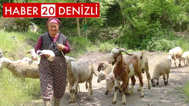 Merkezefendi’de kadın üreticiler sürülerini büyütüyor
