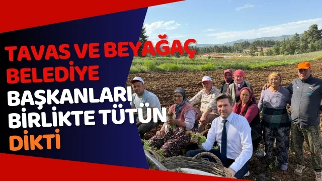 Tavas ve Beyağaç Belediye Başkanları birlikte tütün dikti