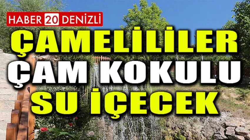 Çamelililer Çam Kokulu Su İçecek