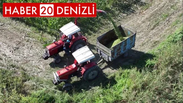 Denizli’de silajlık mısır hasadı sürüyor